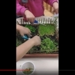 Pobiranje pridelkov iz namiznega vrtička prvošolcev na OŠ Košana